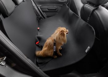 Citroën C4 Cactus 2024 tem ampla lista de acessórios para conforto e à segurança de pets e humanos