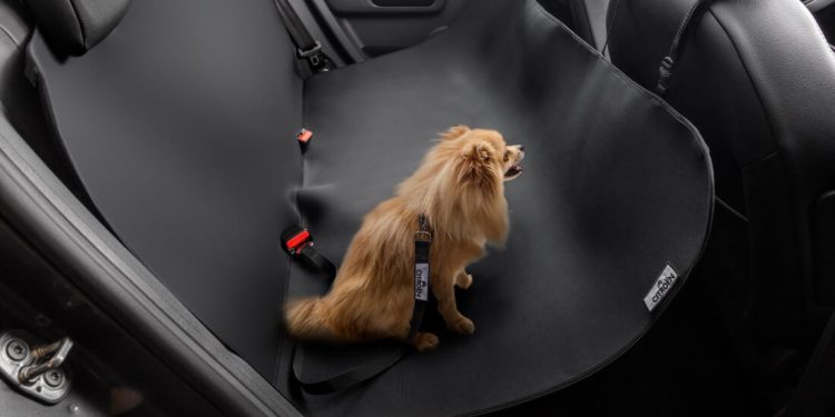 Citroën C4 Cactus 2024 tem ampla lista de acessórios para conforto e à segurança de pets e humanos