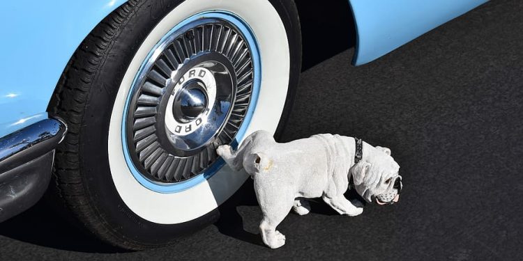 Como o xixi de um cachorro pode impactar no funcionamento do seu carro?