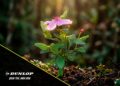 Sumitomo Rubber do Brasil divulga Relatório de Responsabilidade Social e reforça compromisso com a sustentabilidade e o desenvolvimento do país